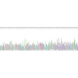 Human Interleukin 4 (IL4) Protein