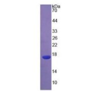 SDS-PAGE analysis of recombinant Human IL4 Protein.