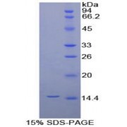 SDS-PAGE analysis of Dog Interleukin 8 Protein.