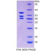 SDS-PAGE analysis of Mouse ICA1 Protein.