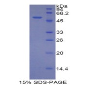 SDS-PAGE analysis of Mouse IDH1 Protein.