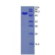 SDS-PAGE analysis of recombinant Mouse Kallikrein 6 Protein.