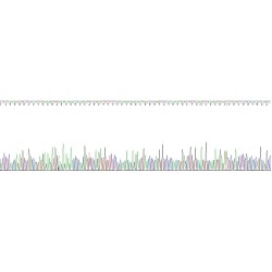 Human Keratin 17 (KRT17) Protein