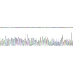 Rat Keratin 17 (KRT17) Protein