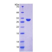 SDS-PAGE analysis of Human Ki-67 Protein.