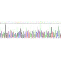 Dog Hepatitis A Virus Cellular Receptor 1 (HAVCR1) Protein