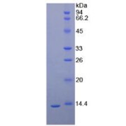 SDS-PAGE analysis of recombinant Dog HAVCR1/KIM-1 Protein.