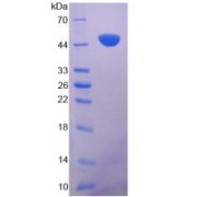 SDS-PAGE analysis of recombinant Mouse Klotho Protein.