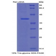 SDS-PAGE analysis of Rat LDHA Protein.