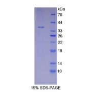 SDS-PAGE analysis of recombinant Mouse LDHA Protein.