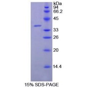 SDS-PAGE analysis of recombinant Goat Lactoferrin Protein.