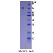 SDS-PAGE analysis of recombinant Mouse Lactoferrin Protein.