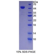 SDS-PAGE analysis of recombinant Mouse Lactoferrin Protein.