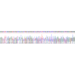 Mouse Laminin Alpha 5 (LAMa5) Protein