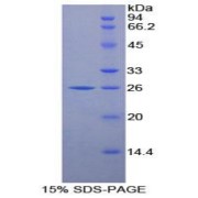 SDS-PAGE analysis of Mouse LMP7 Protein.