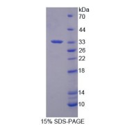 SDS-PAGE analysis of Human LEFTY1 Protein.