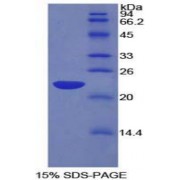 SDS-PAGE analysis of Rat LEDGF Protein.