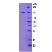 SDS-PAGE analysis of Human Leptin Protein.