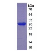 SDS-PAGE analysis of Mouse LILRB4 Protein.