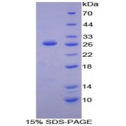 SDS-PAGE analysis of Mouse LAT Protein.