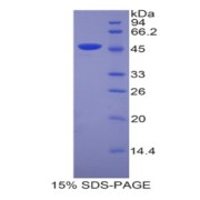 SDS-PAGE analysis of Mouse Lipocalin 4 Protein.