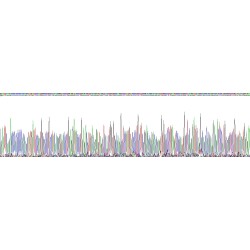 Human Lipolysis Stimulated Lipoprotein Receptor (LSR) Protein