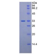 SDS-PAGE analysis of Human LRP5 Protein.