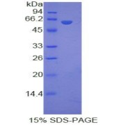 SDS-PAGE analysis of recombinant Human LRP8 Protein.