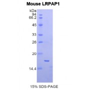 SDS-PAGE analysis of Mouse LRPAP1 Protein.