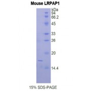 SDS-PAGE analysis of Mouse LRPAP1 Protein.