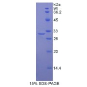 SDS-PAGE analysis of Human LRPAP1 Protein.