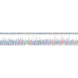 Mouse Ly1 Antibody Reactive Homolog (LYAR) Protein