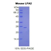 SDS-PAGE analysis of Mouse LFA2 Protein.