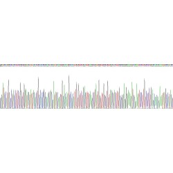 Human Lysophosphatidylcholine Acyltransferase 3 (LPCAT3) Protein