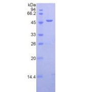 SDS-PAGE analysis of Human LAMP2 Protein.