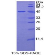 SDS-PAGE analysis of Mouse LAMP2 Protein.