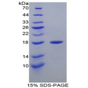 SDS-PAGE analysis of Mouse Lysozyme Protein.