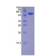 SDS-PAGE analysis of Mouse Lysyl Oxidase Protein.