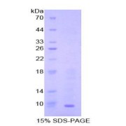 SDS-PAGE analysis of Mouse MDC Protein.