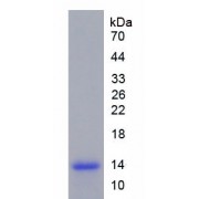 SDS-PAGE analysis of Human MIP3b Protein.
