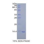 SDS-PAGE analysis of Rat MIF Protein.