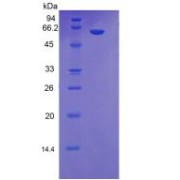 SDS-PAGE analysis of Human MBL2 Protein.