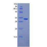 SDS-PAGE analysis of Rat MBL2 Protein.