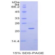 SDS-PAGE analysis of Human MMP12 Protein.