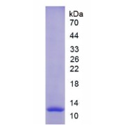 SDS-PAGE analysis of Rat MMP12 Protein.