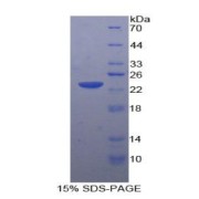 SDS-PAGE analysis of Rabbit MMP12 Protein.