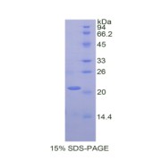 SDS-PAGE analysis of Rabbit MMP13 Protein.