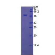 SDS-PAGE analysis of recombinant Rat MCP.