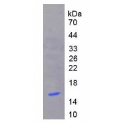 SDS-PAGE analysis of recombinant Human Metallothionein 1 (MT1) Protein.