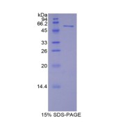 SDS-PAGE analysis of Mouse MAP2 Protein.